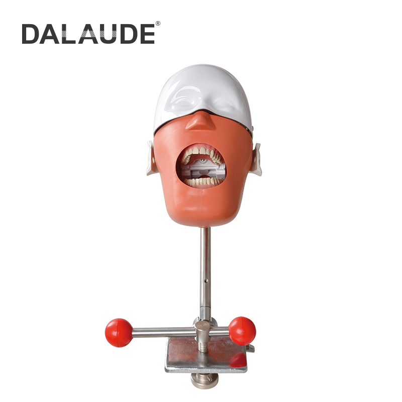 Dental Phantom Head DA-C5