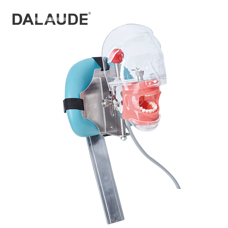 Dental Phantom Head DA-C7