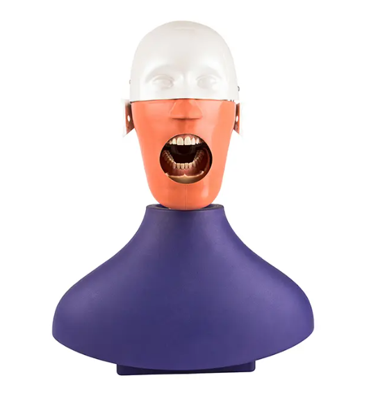 Dental Phantom Head DA-C2